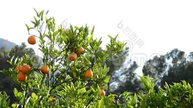 日落时挂在一棵橘子树上的橘子